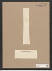Navicula sublyrata Grun. (de-Toni-Nr.: Genus 1, Species 229) Zeichnungen Sammlung Grunow Nr. 565 (NHMW-BOT-W0366918)